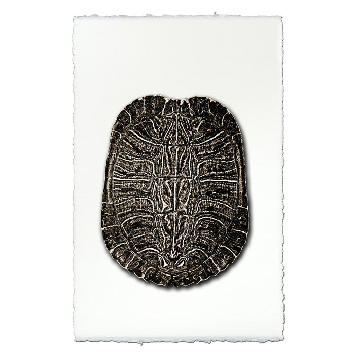 Turtle Shell #4