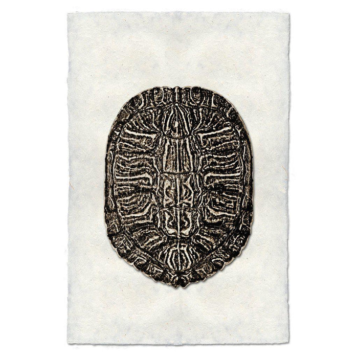 Turtle Shell #6