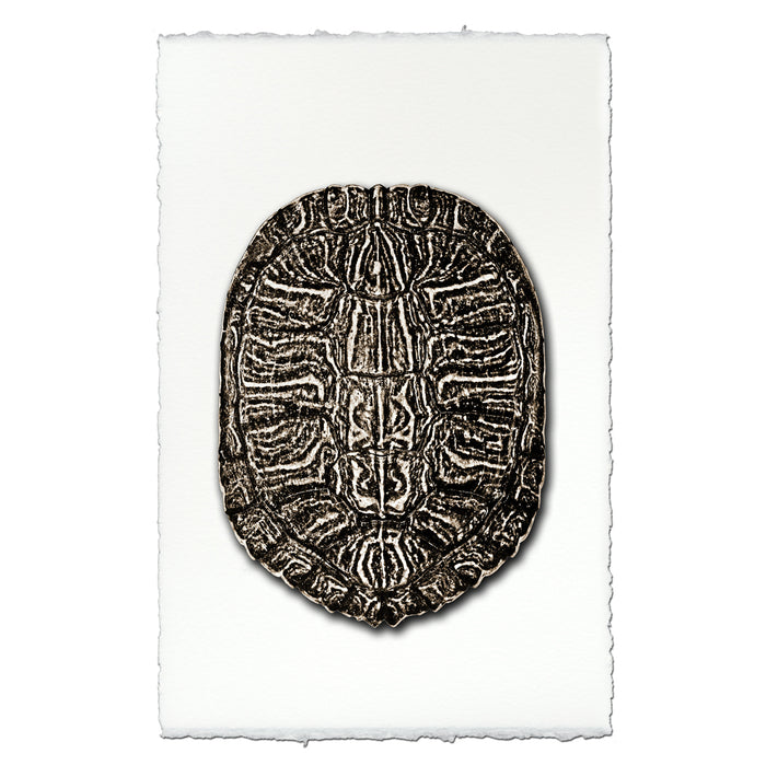 Turtle Shell #6
