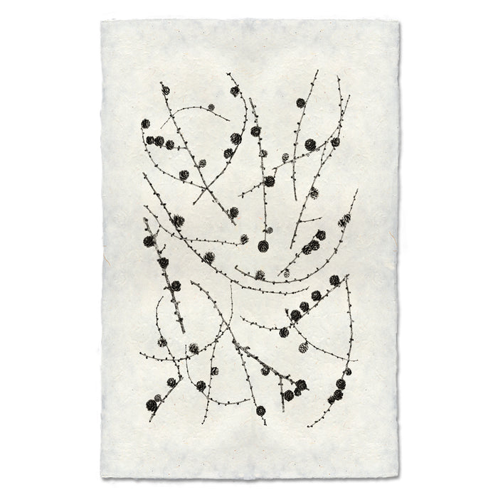 Twigs and Cones botanical wall art print — fine art minimalist photography on handmade paper, San Francisco