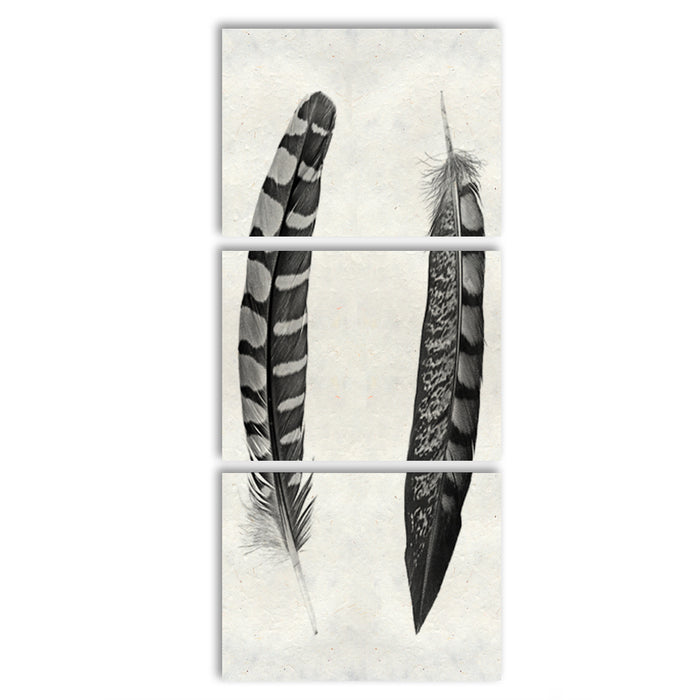 Two Curved Feathers Trilogy