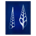 Two Shells blue print