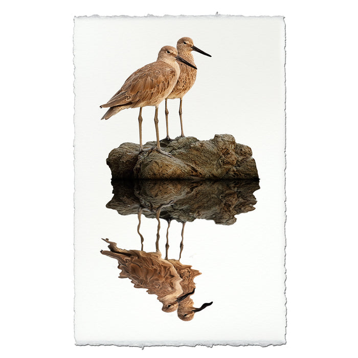 Two Willets coastal wall art print — fine art coastal photography on handmade paper, San Francisco