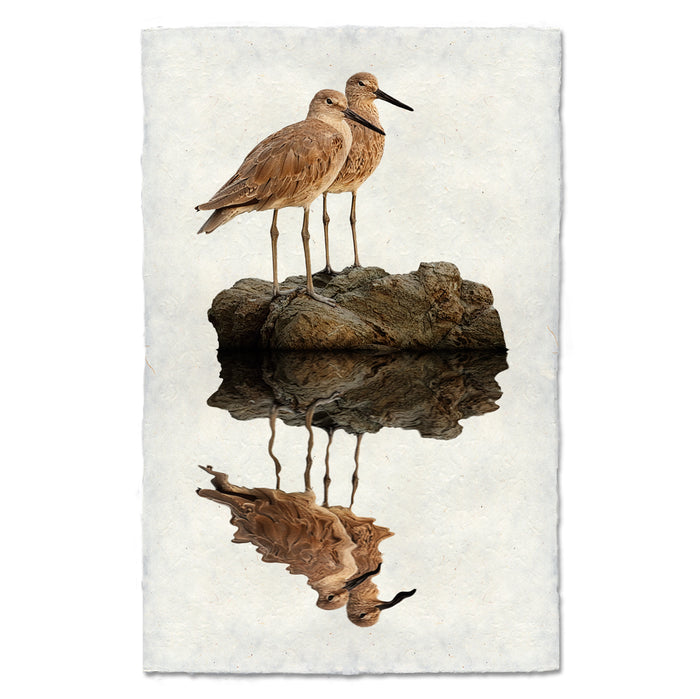 Two Willets