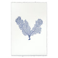 V Shaped Sea Fan coastal wall art print — fine art coastal photography on handmade paper, San Francisco