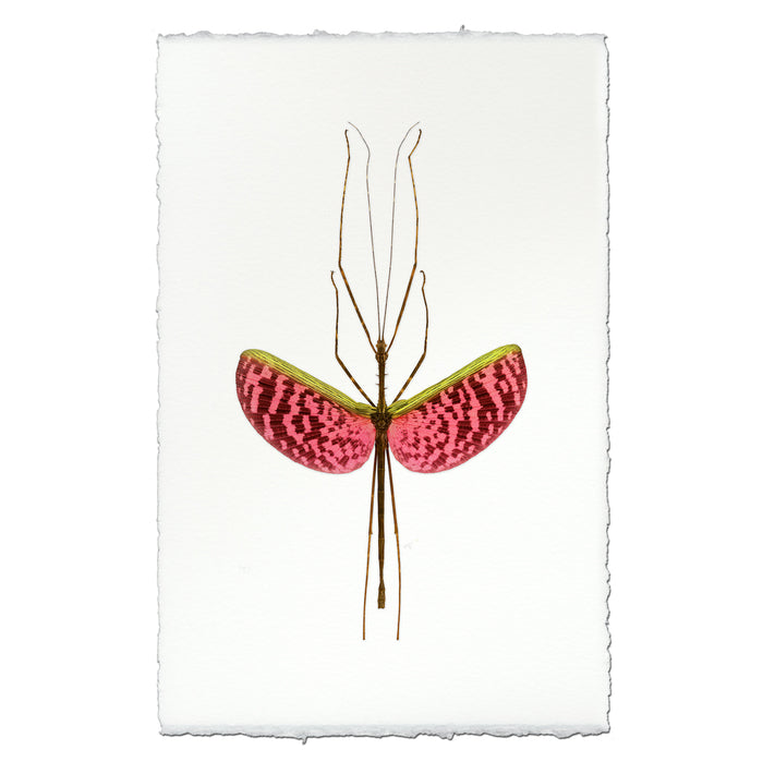 Watermelon Stick Bug
