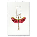 Watermelon Stick Bug