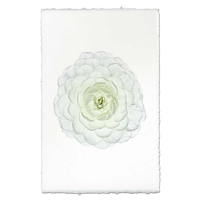 White Ranunculus