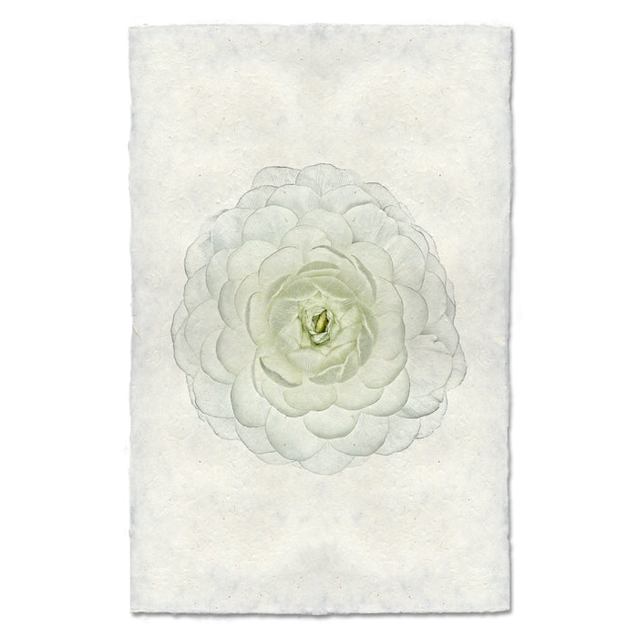 White Ranunculus