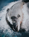 Whole Scottish Salmon - Cleaned and Scaled