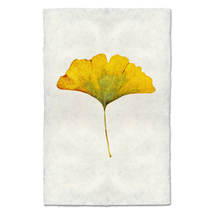 Yellow Ginkgo fall leaves wall art print — fine art botanical photography on handmade paper, San Francisco