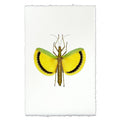 Yellow Stick Bug