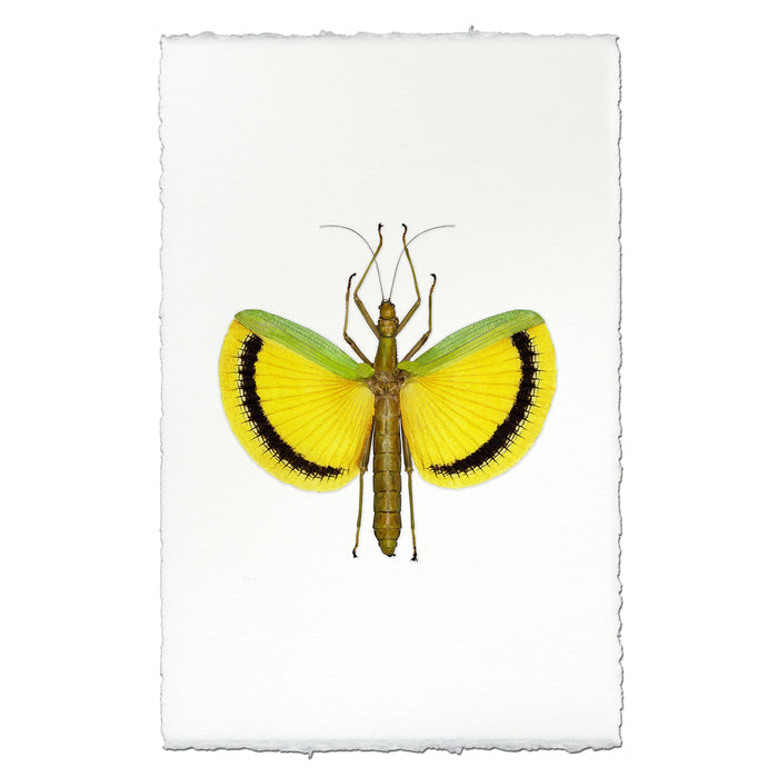 Yellow Stick Bug