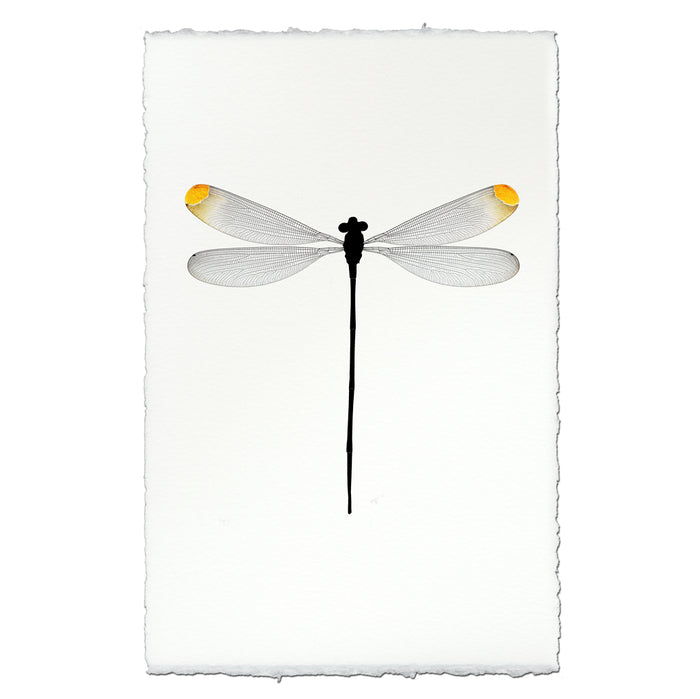 Yellow Tipped Damsel