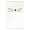 Yellow Tipped Damsel