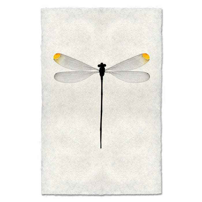 Yellow Tipped Damsel